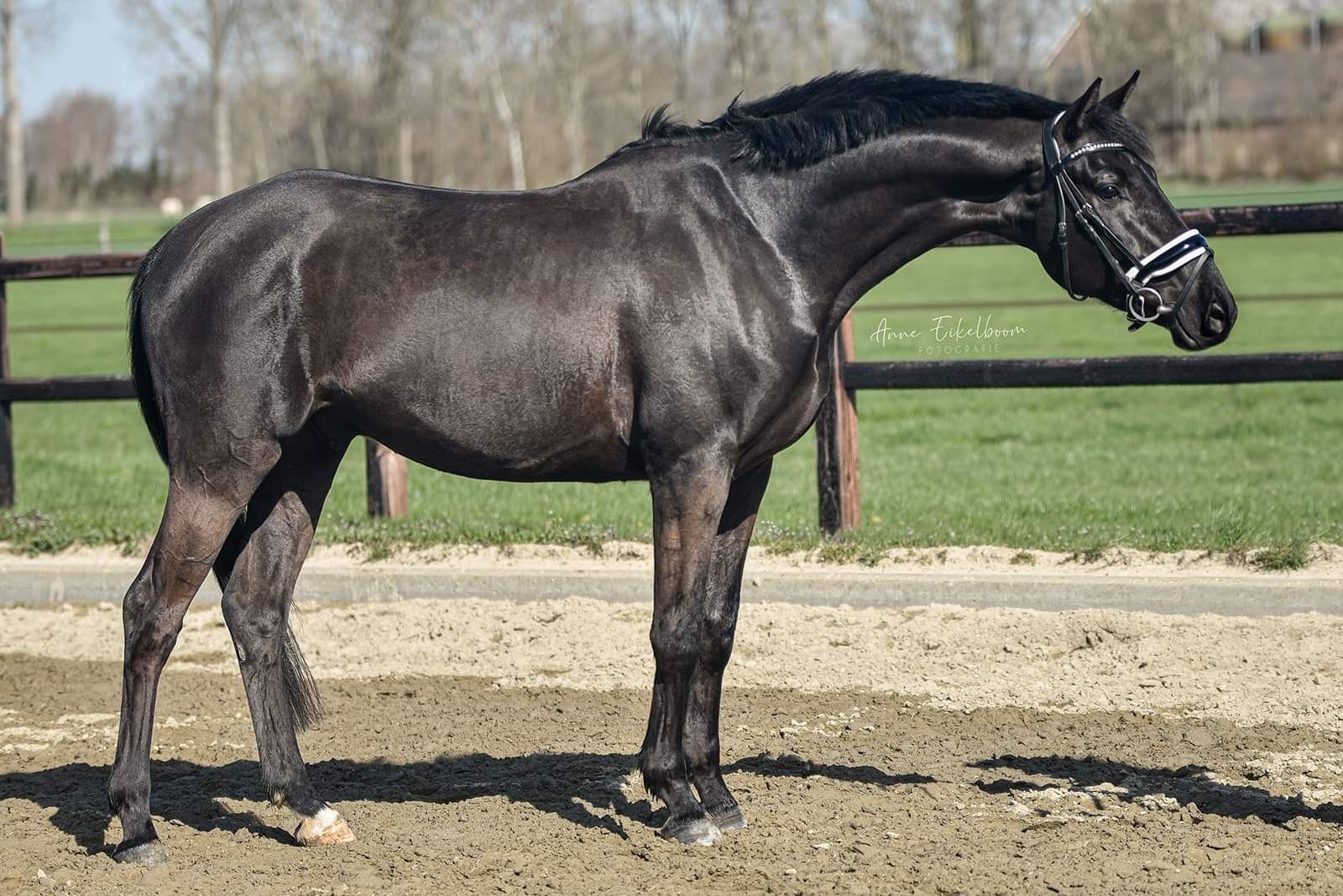 Wonderful black gelding - Horses 4 Your Consideration
