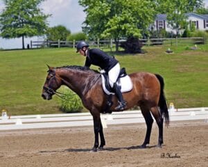Tanja at a local horse show, riding Xavier, a 9 yr old Andalusian owned by her friend. Photo: B Horbin