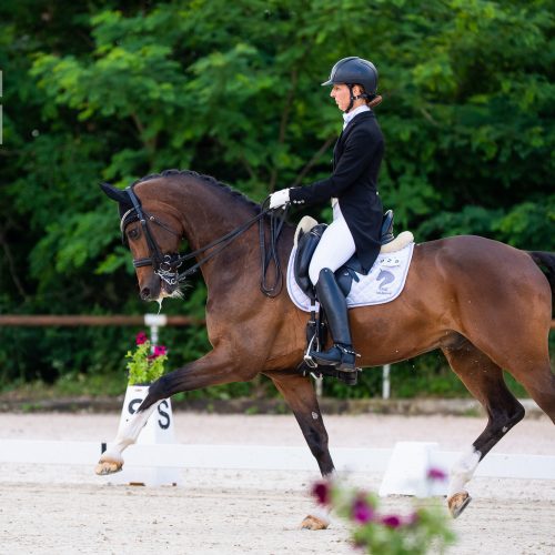 Stunning Dressage Gelding - Horses 4 Your Consideration