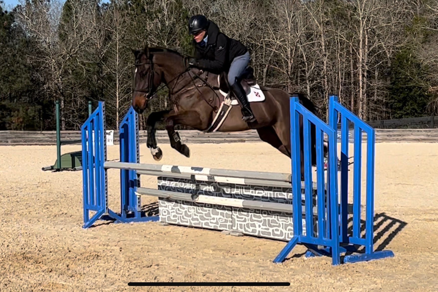 High Performance Prospect Horses 4 Your Consideration