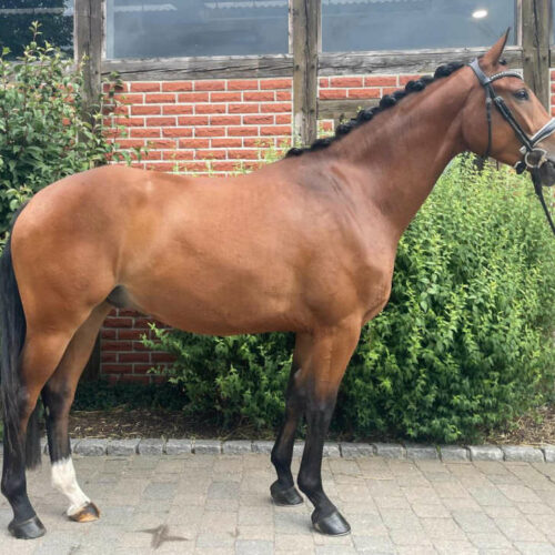 Dressage youngster with solid basic gaits, a lovely character and good ...