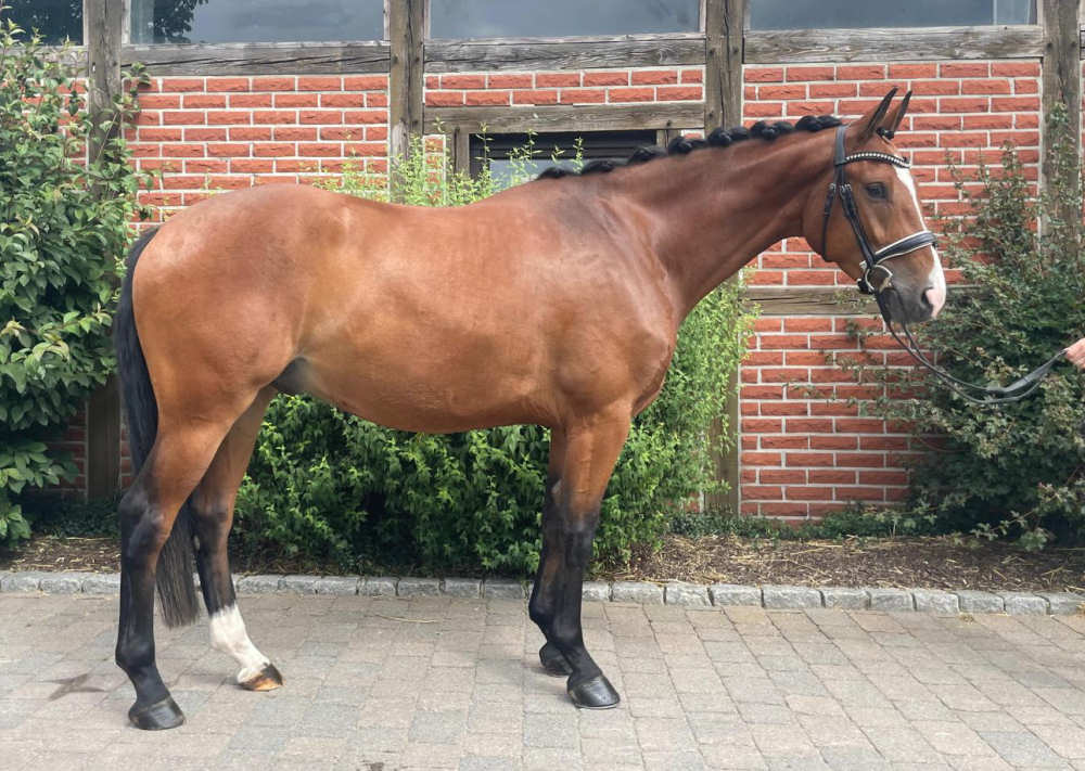 Dressage youngster with solid basic gaits, a lovely character and good ...