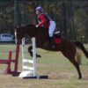 [Listing] 1 Horse Ad with Auto Renew