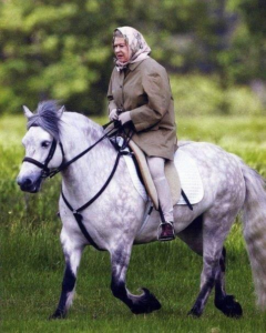 Queen Elizabeth loved and rode Highland Ponies.  This is not Donald but it looks just like him!