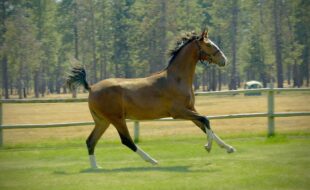 Powerful, uphill canter!