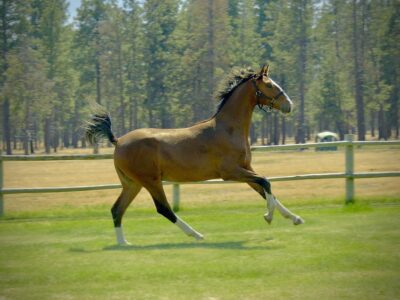 Powerful, uphill canter!