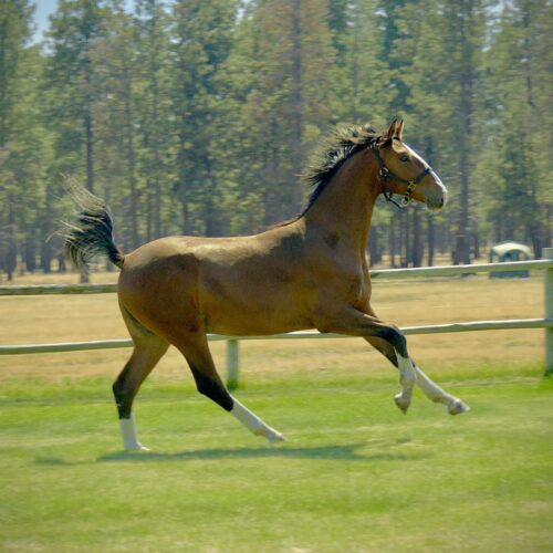 Powerful, uphill canter!