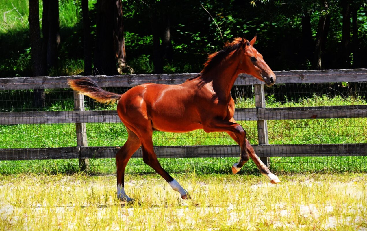 U’Testament(Tesla/Donovan/Don Principe)