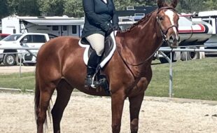 Winston at his first Hunter show, no cares at all.  Tractors, water trucks, way more horses that he has ever seem and warming up with a full and very active warmup ring.  So proud of the mind on this one